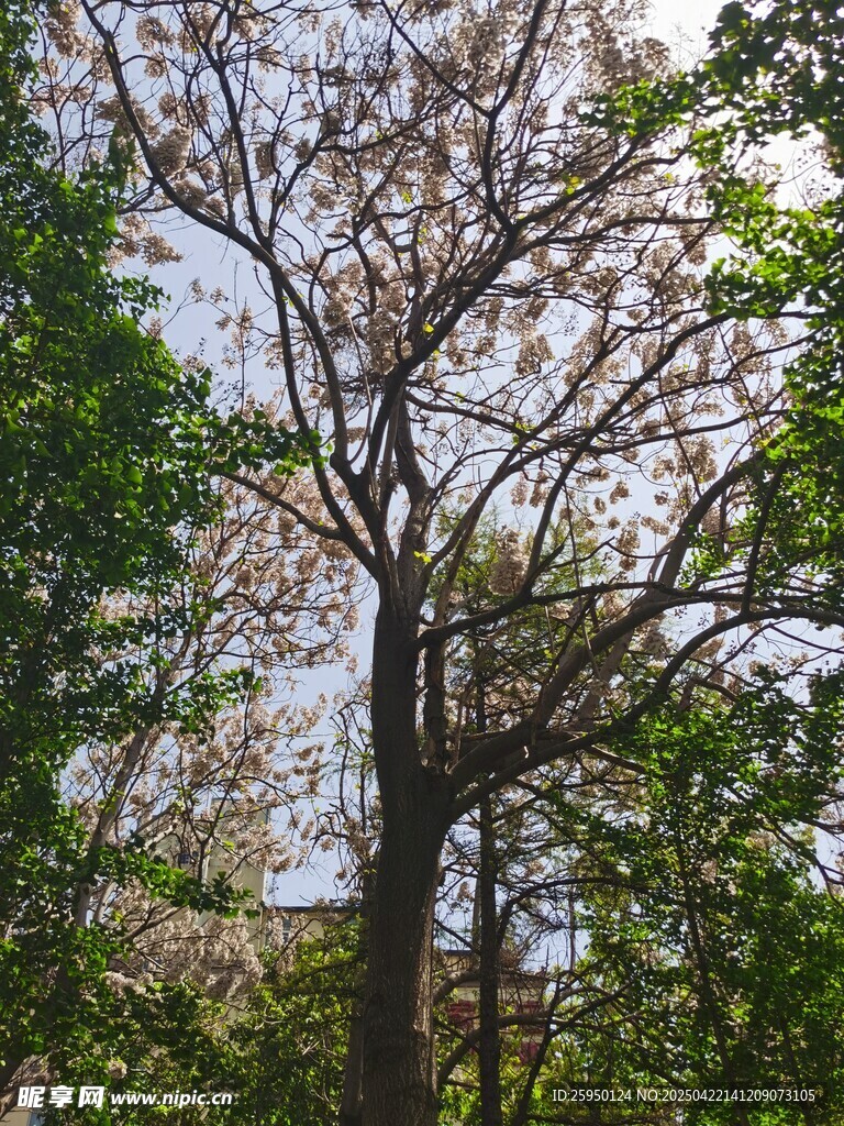 梧桐树
