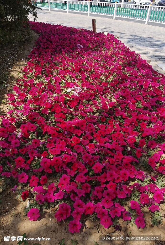 艳丽花丛