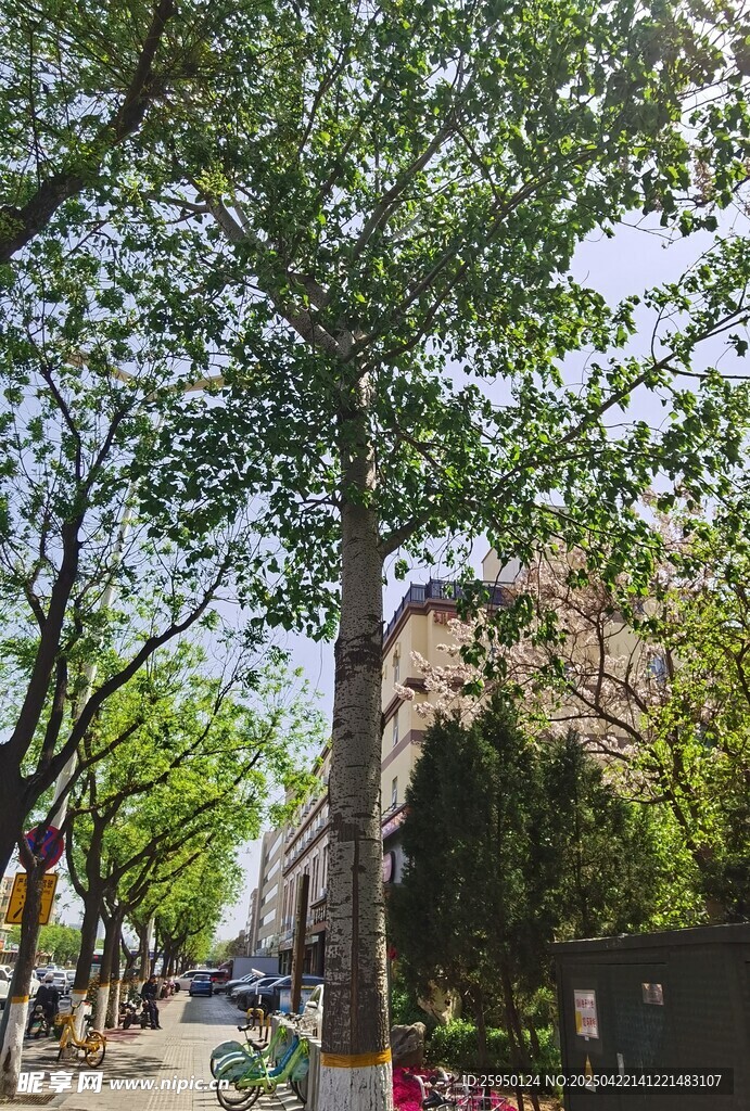 林荫街道