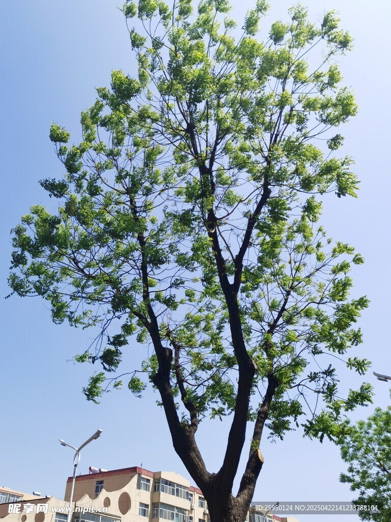 茂盛绿树