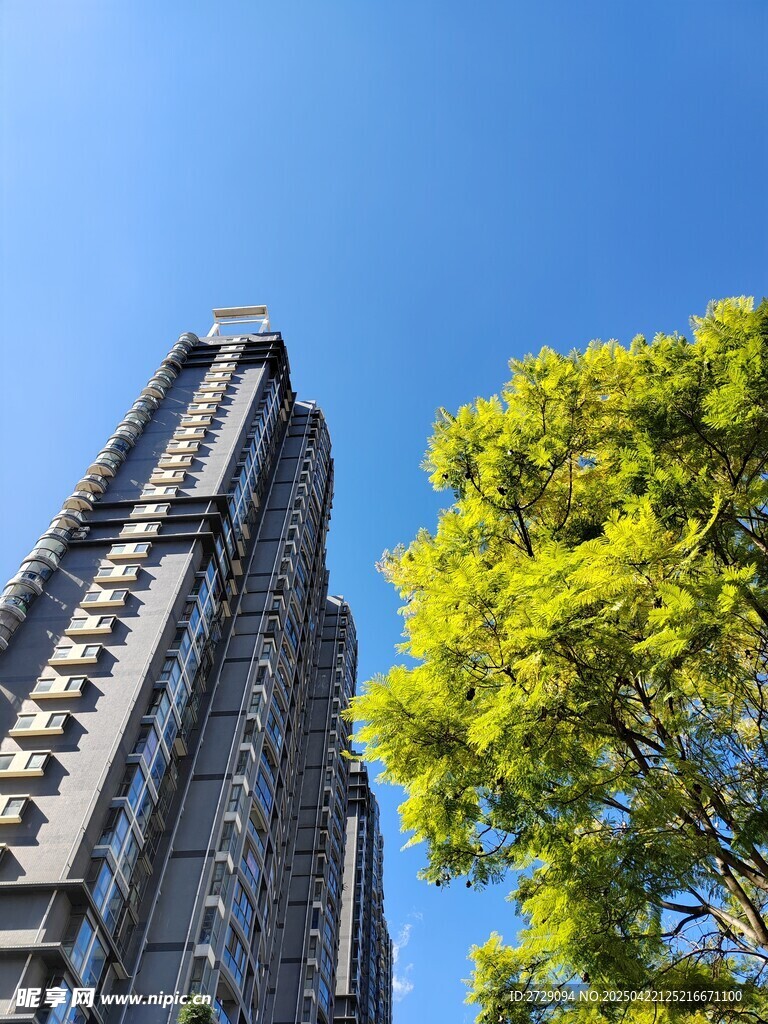 高楼旁的翠绿树木