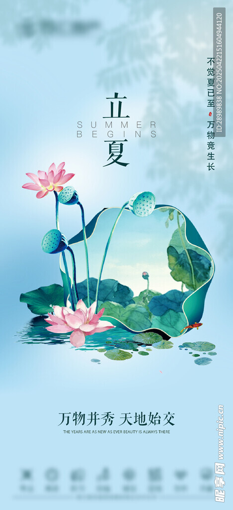 立夏 荷花 夏天 