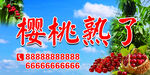 樱桃熟啦 采摘  新鲜美味待享
