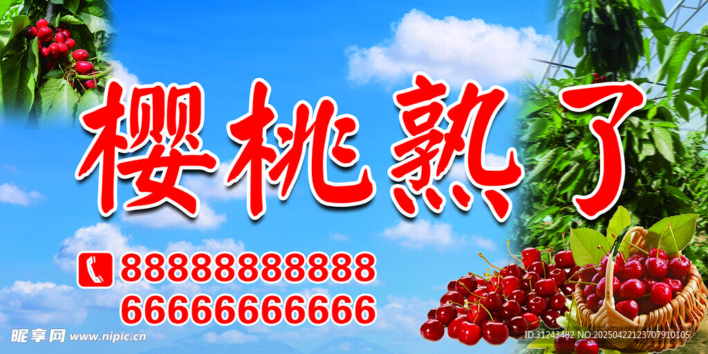 樱桃熟啦 采摘  新鲜美味待享