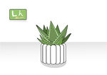 芦荟