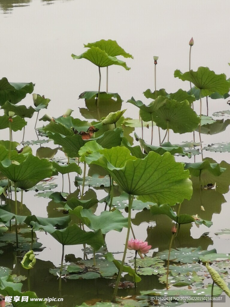 荷花 荷叶
