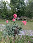 月季花