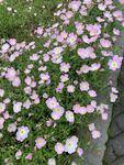 月见草