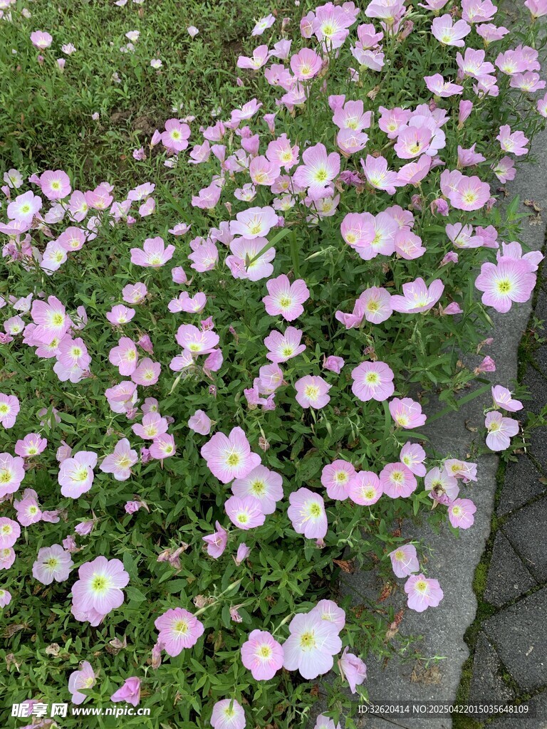 月见草
