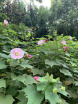 木芙蓉