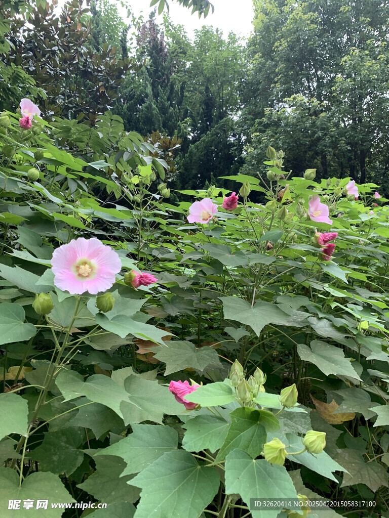 木芙蓉