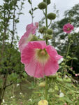 蜀葵花
