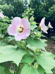 木槿花