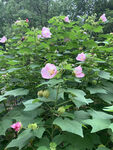 木槿花