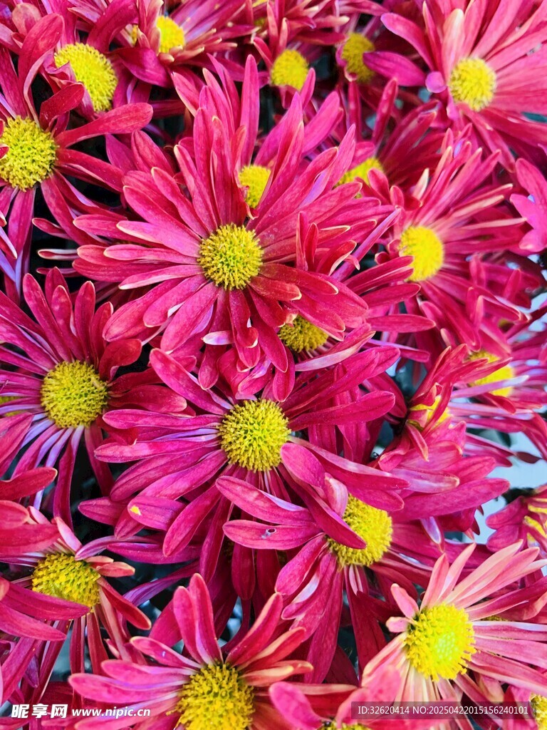 菊花