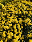 黄菊花