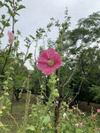 木槿花