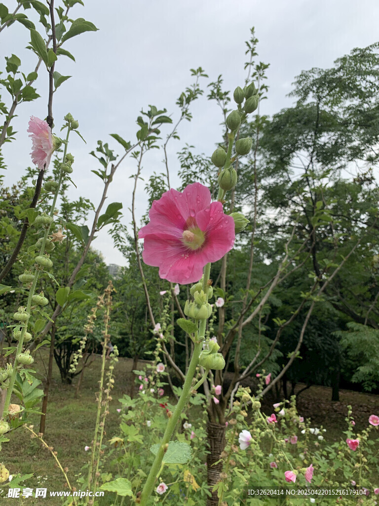 木槿花