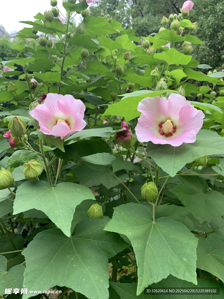 木芙蓉