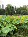 荷花 荷叶