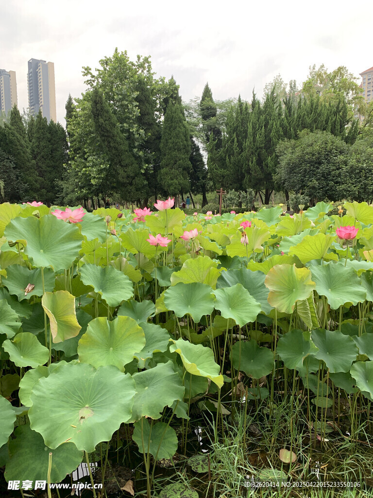 荷花 荷叶
