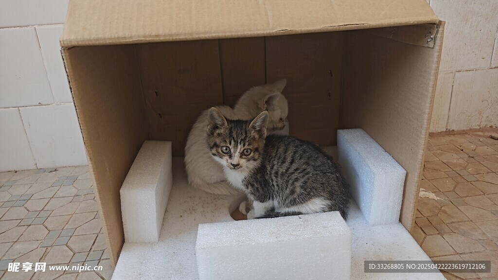 纸箱里的可爱小猫咪