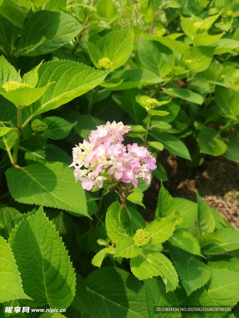 绿叶丛中的粉色绣球花