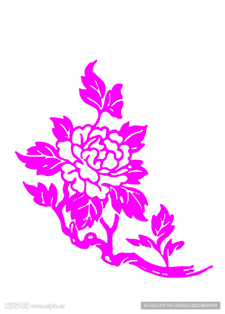 牡丹