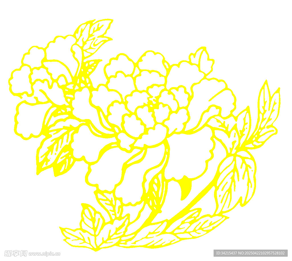 牡丹花线条