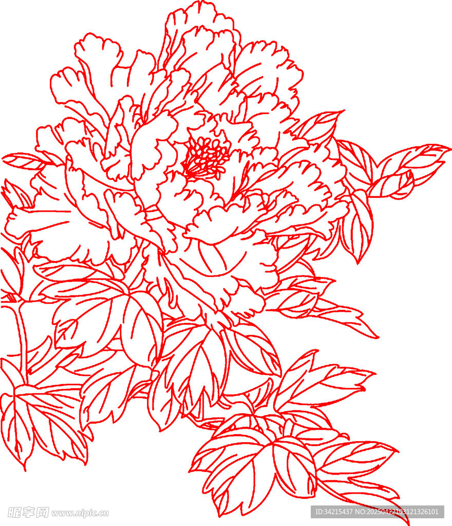 牡丹花线条