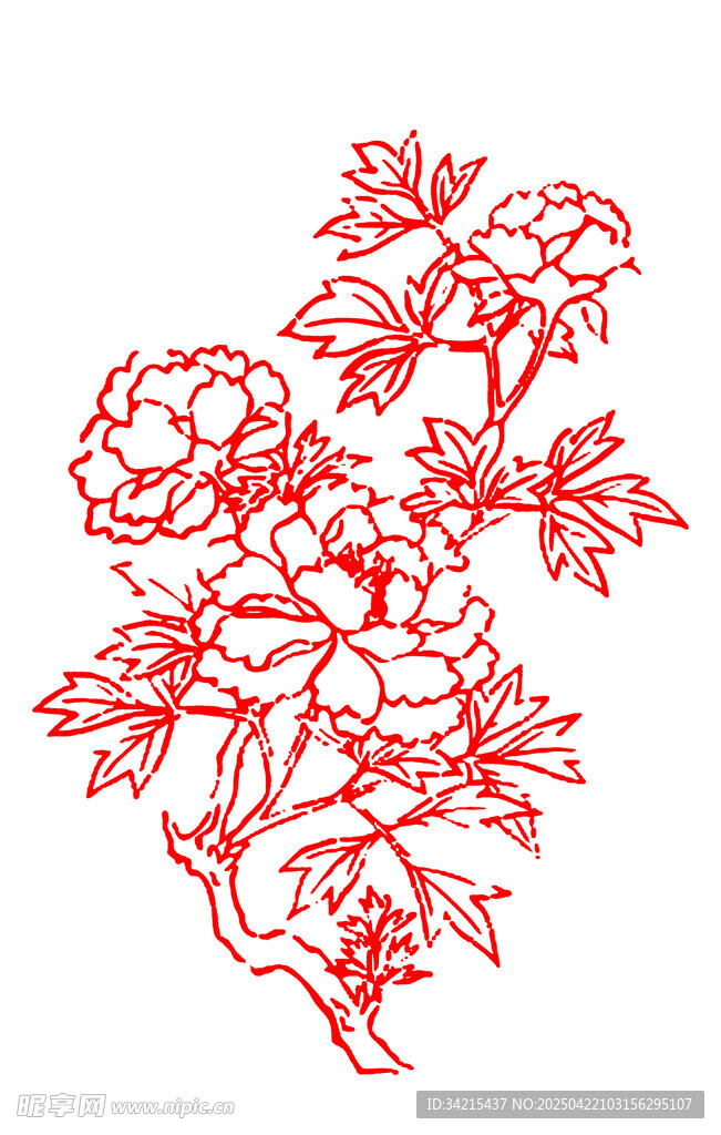 牡丹花线条