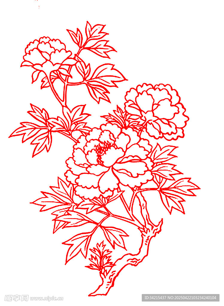 牡丹花线条