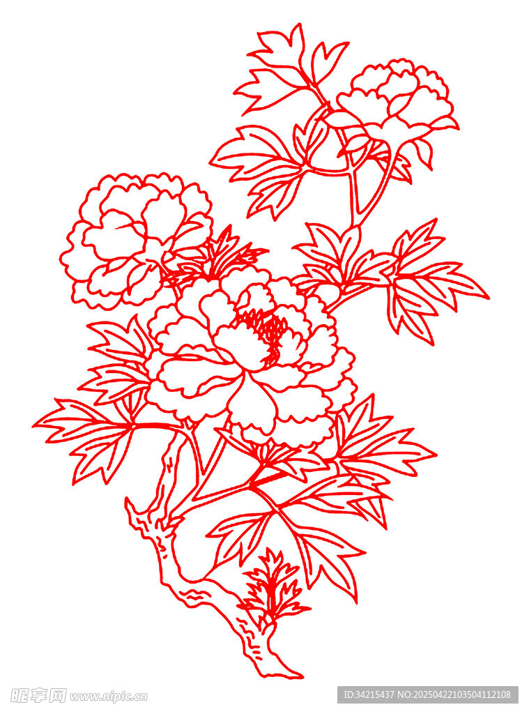 牡丹花线条