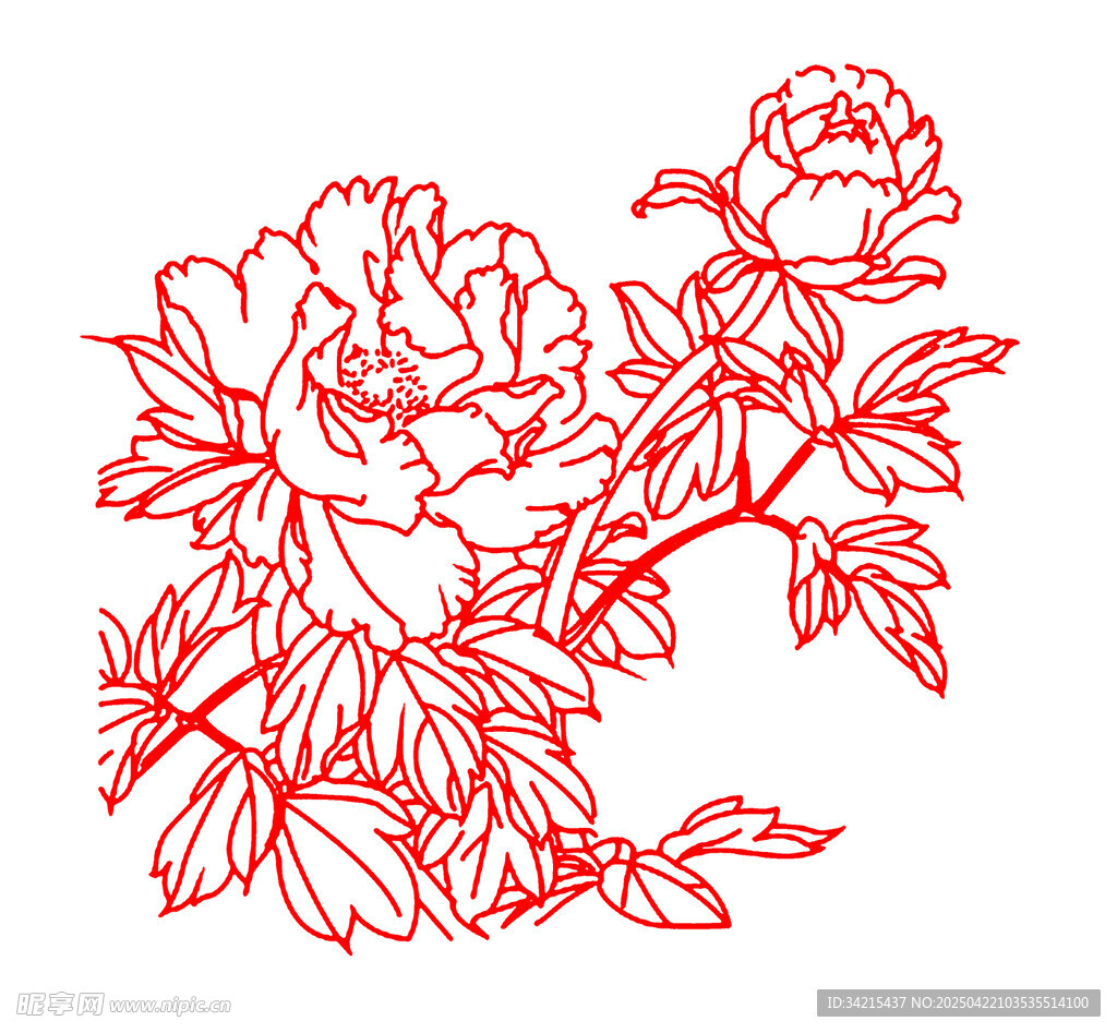 牡丹花线条