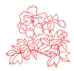 牡丹花线条