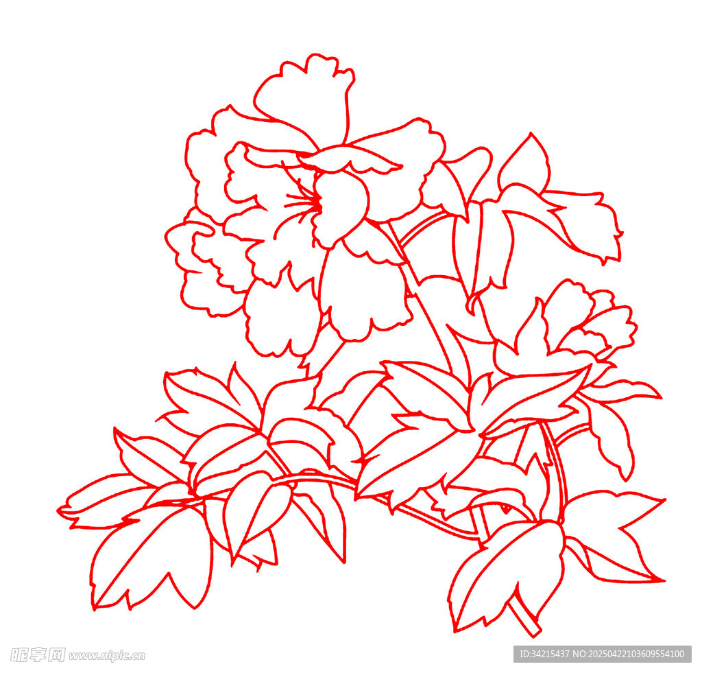 牡丹花线条