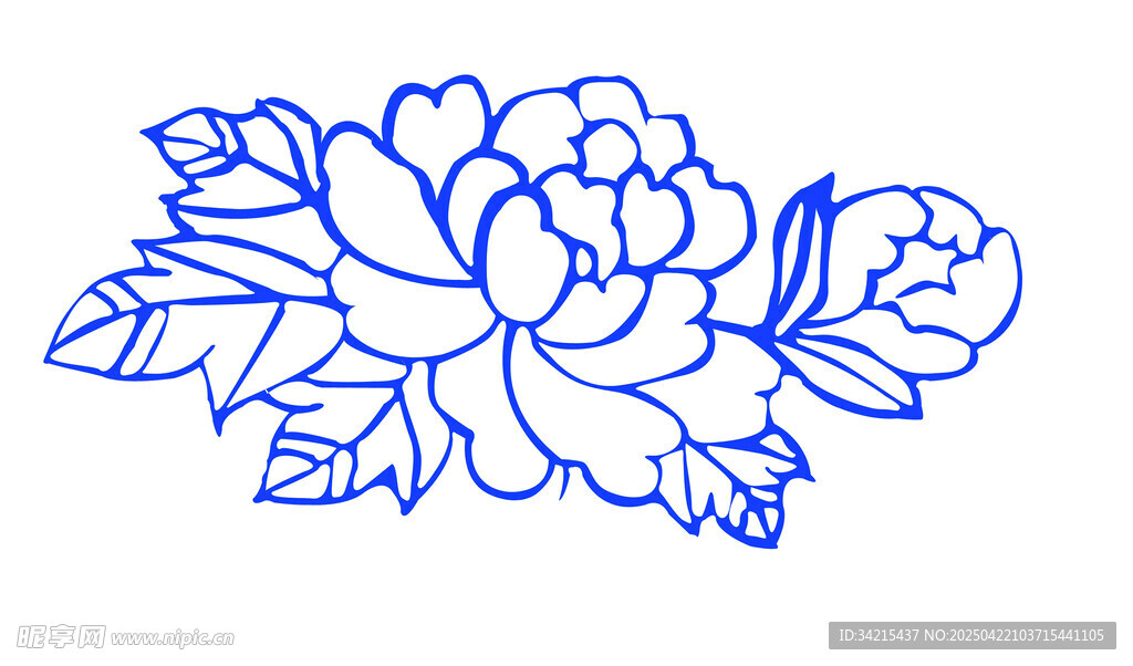 牡丹花线条