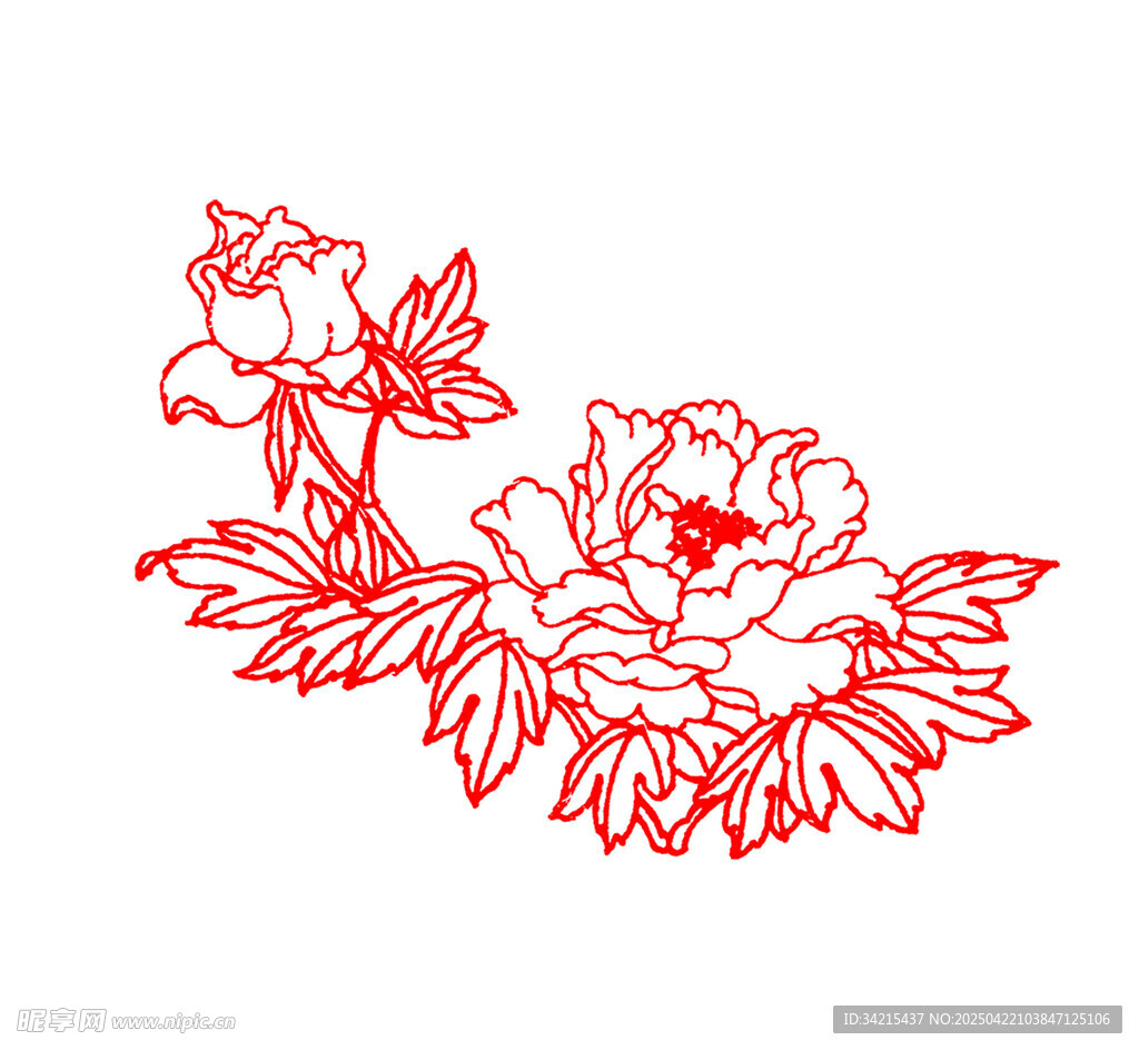 牡丹花线条