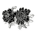 牡丹花