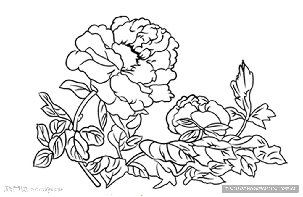 牡丹花卉线稿图