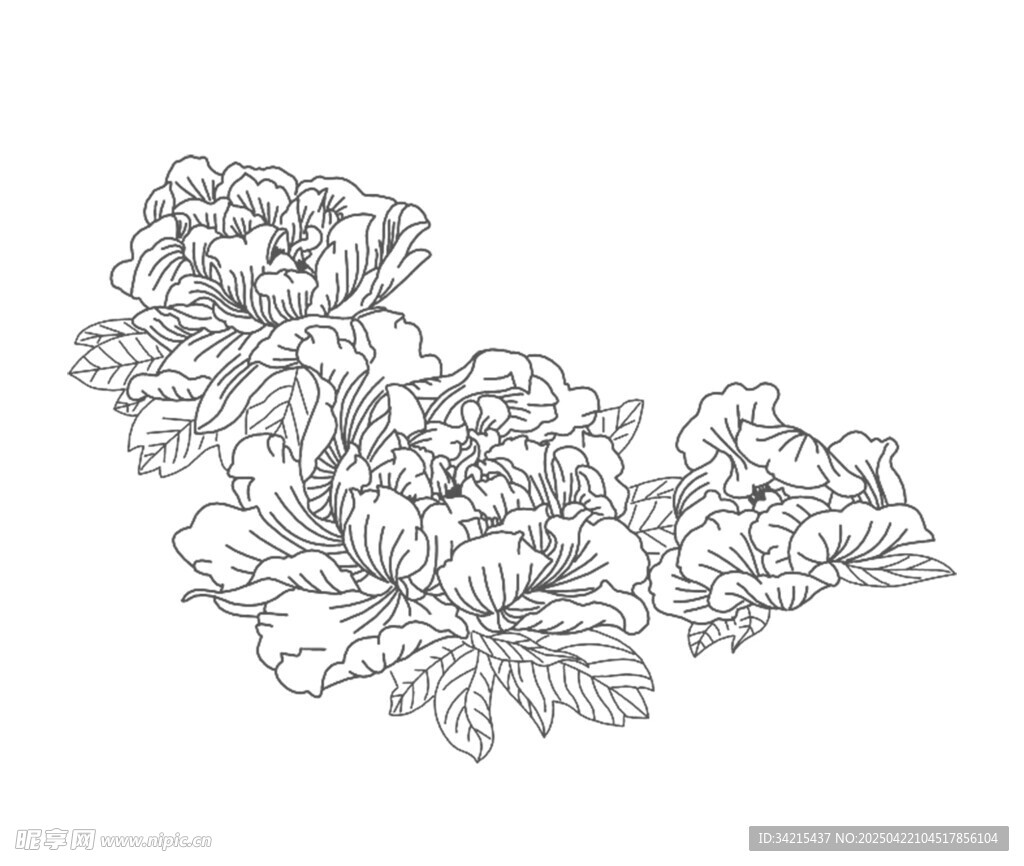 牡丹花卉线描图案