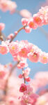 春日绽放的粉嫩桃花枝