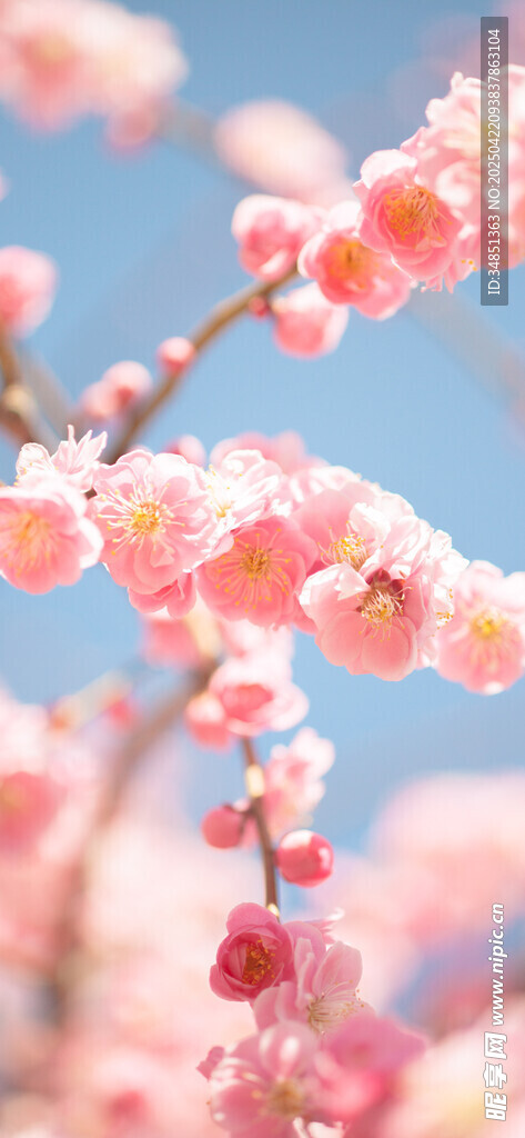 春日绽放的粉嫩桃花枝