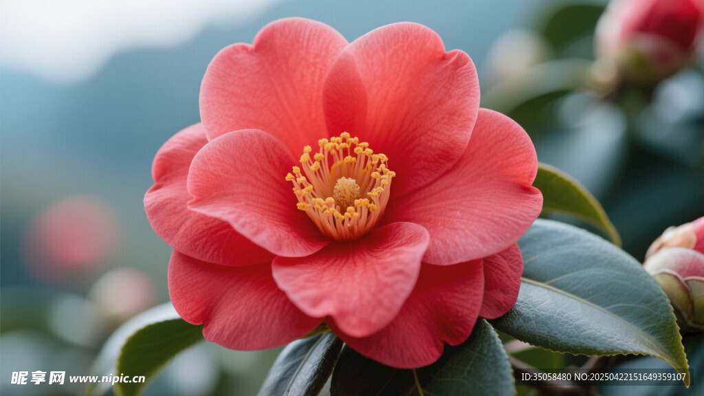 山茶花 