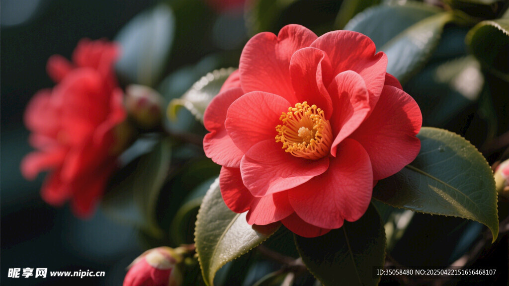 山茶花 