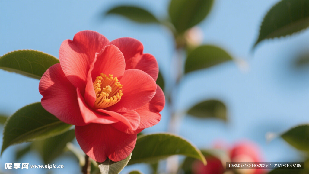 山茶花 