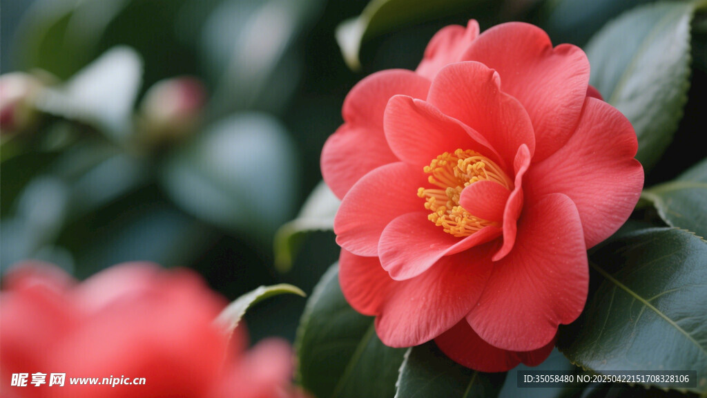 山茶花 