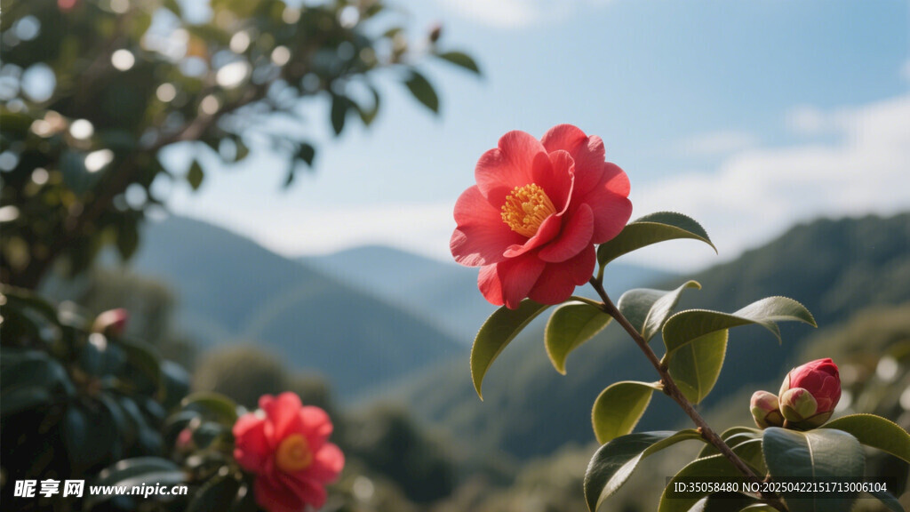 山茶花 