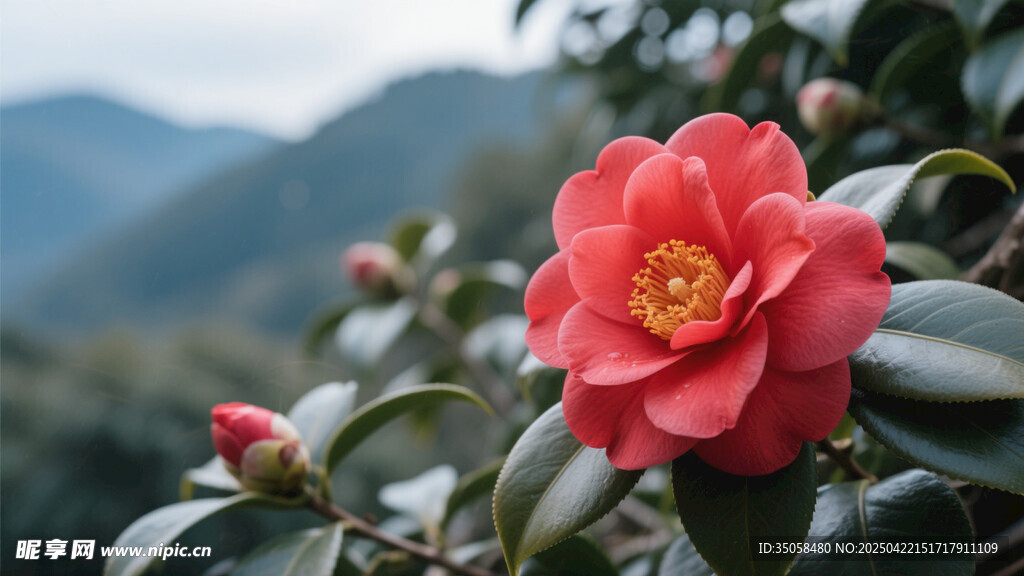 山茶花 