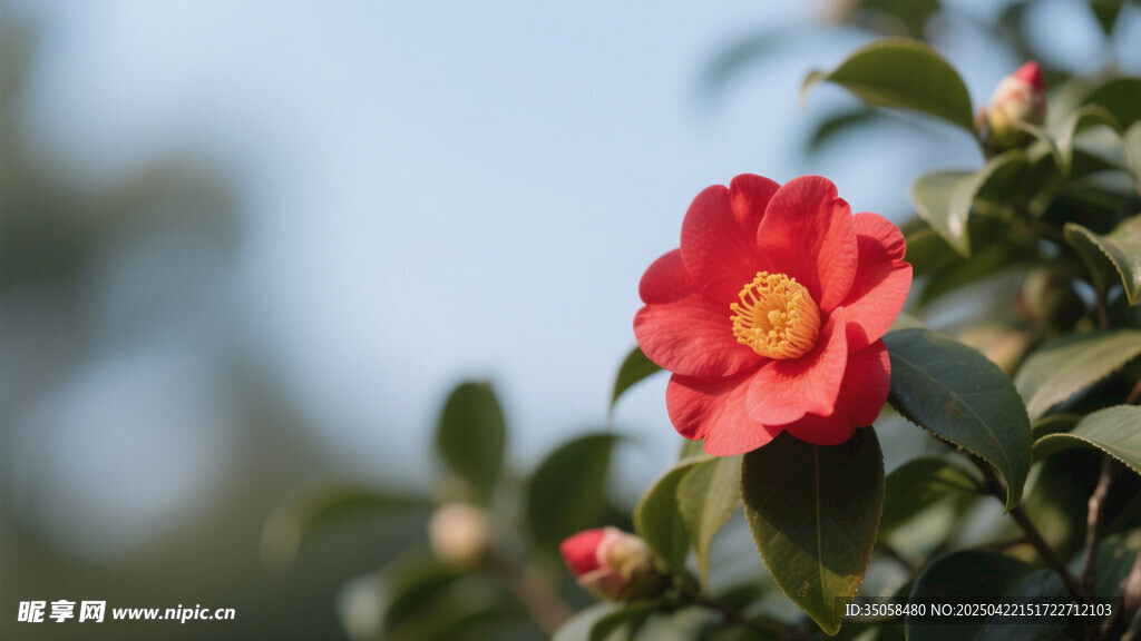 山茶花 